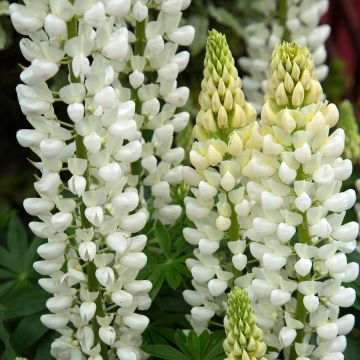 Lupinus Noblemaiden