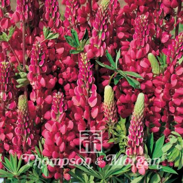 Lupinus regalis Morello Cherry em sementes