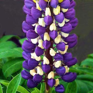Lupinus Purple Emperor