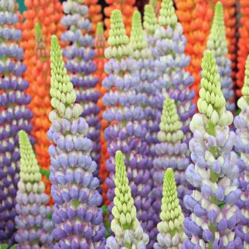 Lupinus West Country Persian Slipper
