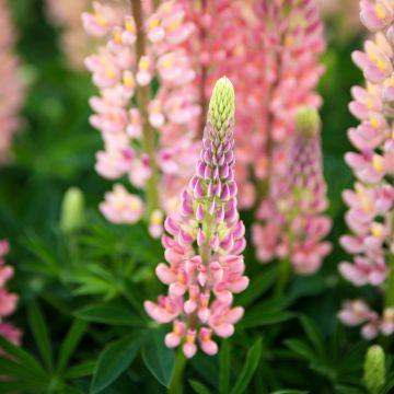Lupinus West Country Salmon Star