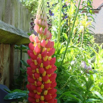 Lupinus West Country Tequila Flame