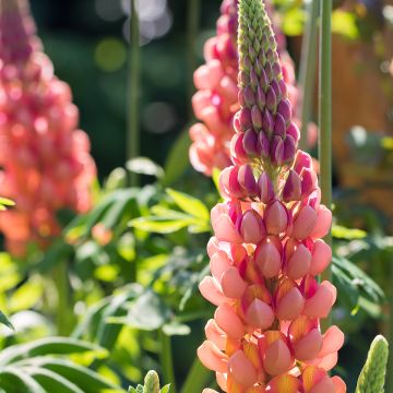 Lupinus West Country Terracotta