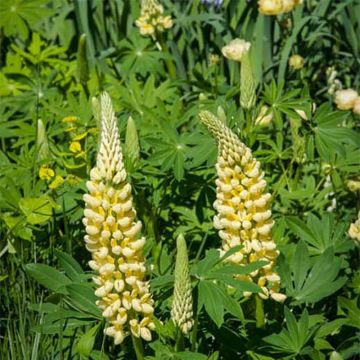 Lupinus Chandelier Amarelo