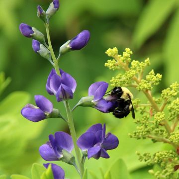Baptisia Purple Smoke em sementes