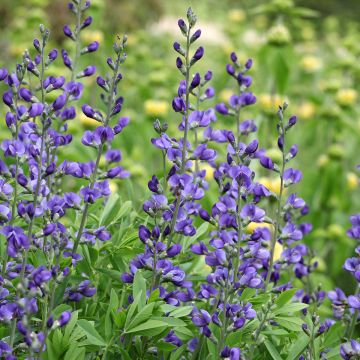 Baptisia australis