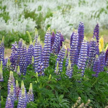 Lupinus Russell Hybrids The Governor em sementes