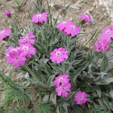 Lychnis flos-jovis - Flor-de-júpiter
