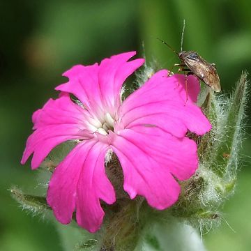 Lychnis flos-jovis Peggy - Flor-de-júpiter