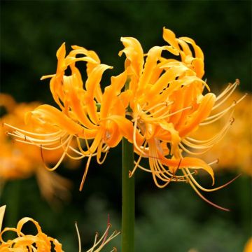 Lycoris aurea