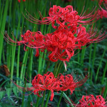 Lycoris radiata