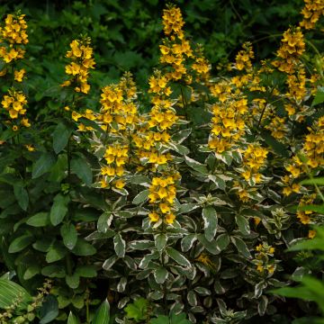 Lysimachia punctata Variegata