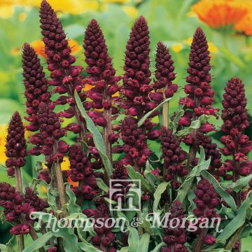 Lysimachia atropurpurea em sementes