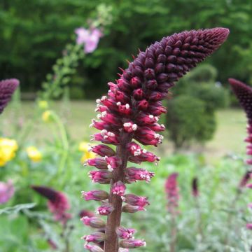 Lysimachia atropurpurea Beaujolais