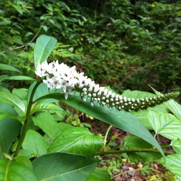 Lysimachia barystachys