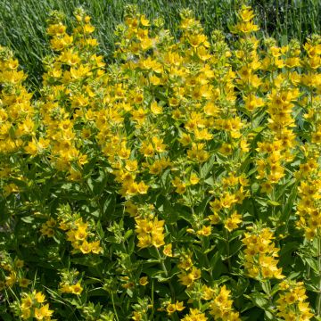 Lysimachia punctata Lysimachia punctata