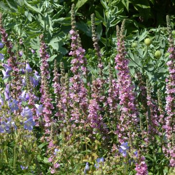 Lythrum salicaria Blush