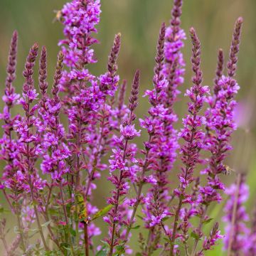 Lythrum salicaria Lythrum salicaria