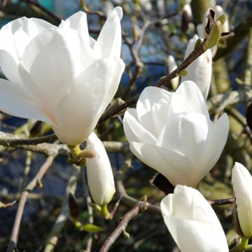 Magnolia veitchii Tina Durio