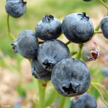 Mirtileiro Hortblue Poppins - Vaccinium corymbosum