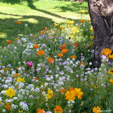 Mistura para pés de árvores