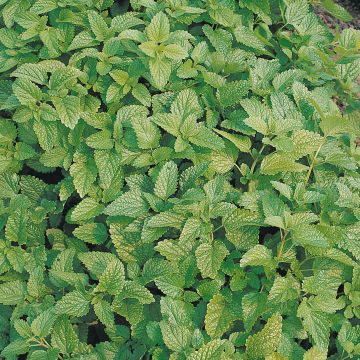 Erva-cidreira Bio sementes