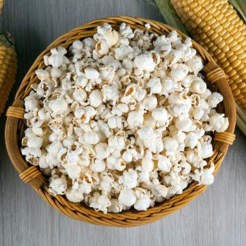 Milho para Pipocas Bio Tom Pouce - Ferme de Sainte Marthe Milho para Pipocas Bio Tom Pouce - Ferme de Sainte Marthe