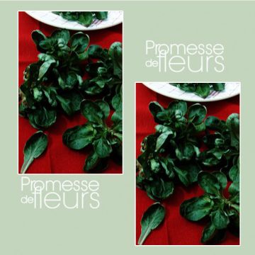 Canónigos Concha de Louviers  - Alface-da terra