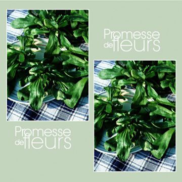 Canónigos Redonda de horta - Alface-da terra