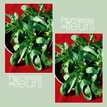 Canónigos Verde de Coração Cheio - Alface-da terra