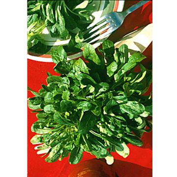 Canónigos Verde de Etampes - Alface-da terra