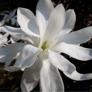 Magnolia stellata