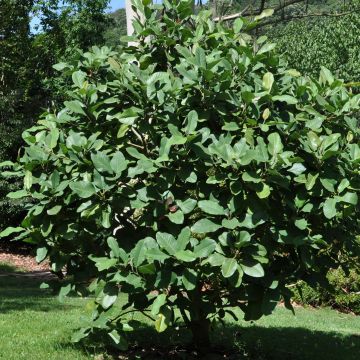 Magnolia delavayi - Magnólia-de-folha-persistente