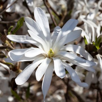 Magnolia stellata Magnolia stellata
