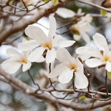 Magnolia kobus em sementes - Magnólia-do-japão