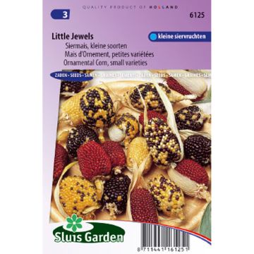Zea mays var. gracillima Little Jewels em sementes