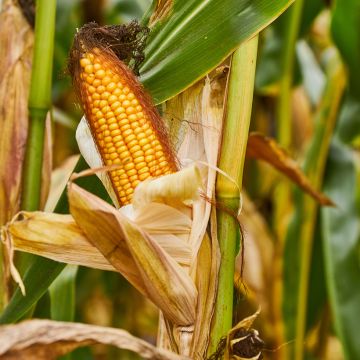 Milho Doce Bimbo F1 plantas jovens