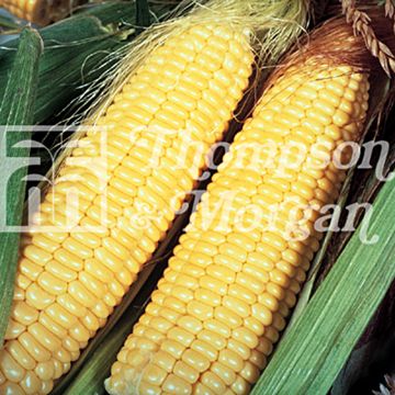 Milho-doce Lark F1 - Zea mays