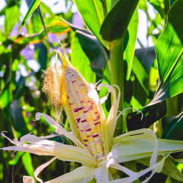 Milho Bio Multicolorido - Ferme de Sainte Marthe Milho Bio Multicolorido - Ferme de Sainte Marthe
