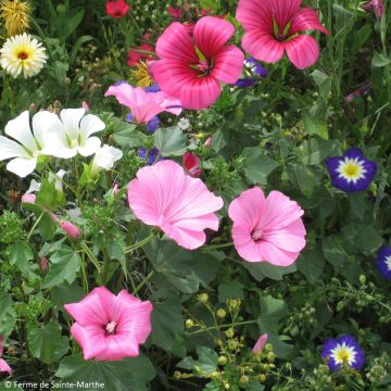 Malope trifida biológico