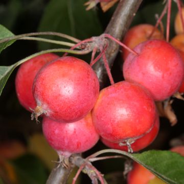 Malus Hopa