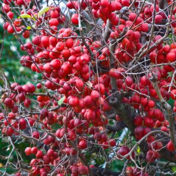 Malus Red Sentinel