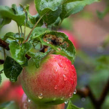 Macieira Charłamowskie - Malus domestica