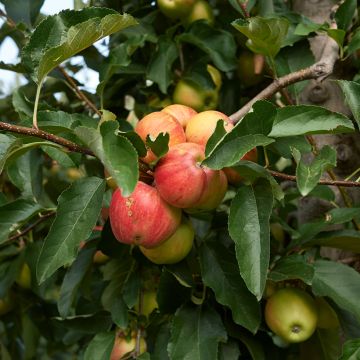 Macieira Cynamonówka Prążkowana - Malus domestica Macieira Cynamonówka Prążkowana - Malus domestica