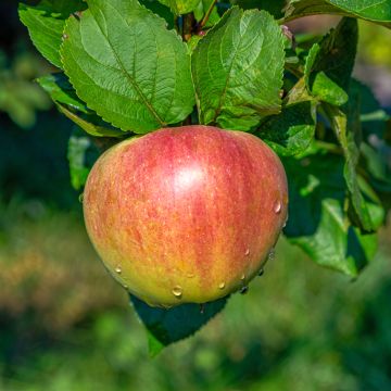 Macieira Grafsztynek Czerwony - Malus domestica