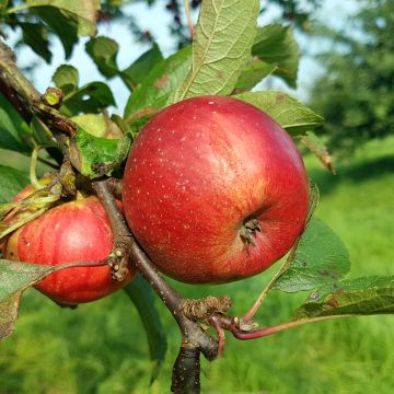 Macieira Kantówka Gdańska - Malus domestica