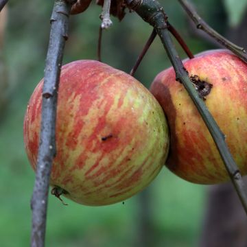 Macieira Korobówka - Malus domestica