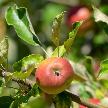 Macieira Reneta Landsberska - Malus domestica