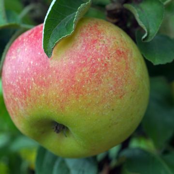 Macieira Reneta Szampańska - Malus domestica