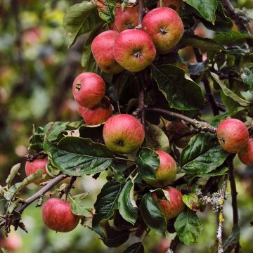 Macieira Rarytas Śląski - Malus domestica